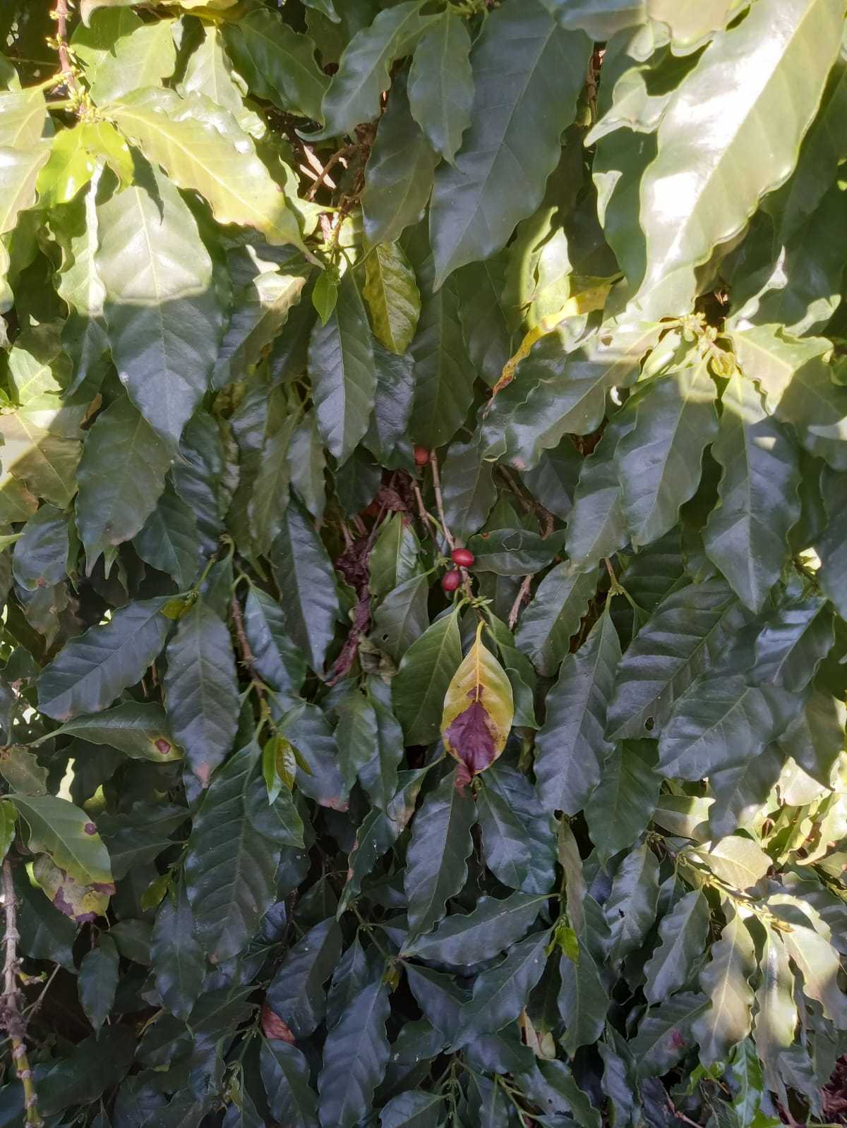 Cafeeira com grãos de café na fazenda Bela Esperança