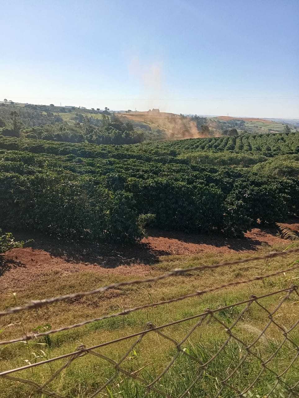 Filas de cafeeiras ao horizonte com um pequeno redemoinho de terra ao fundo na fazenda Bela Esperança